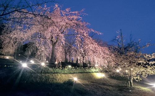 20周年記念しだれ桜夜間無料公開