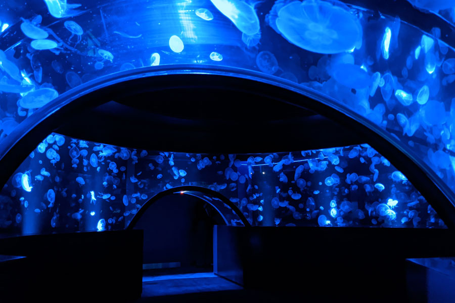 京都水族館の新エリア クラゲワンダー が7月16日公開 リビング京都 京都を楽しむ 生活情報サイト